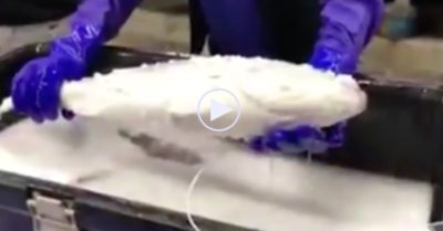 Video: Cá đông lạnh sống trở lại khi thả vào chậu nước ấm