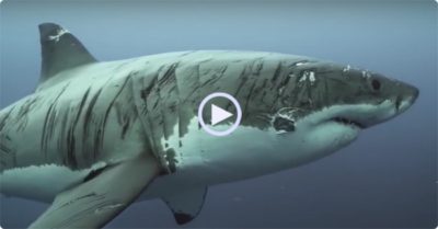 Video: Cận cảnh con cá mập trắng ‘khổng lồ’ chi chít vết sẹo trên thân