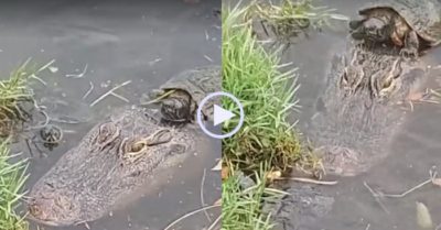 Video: Rùa con bám trên lưng cá sấu để qua sông