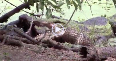 Video: Độc chiêu ‘cú xoáy tử thần’ của cá sấu mõm ngắn Mỹ khi đối đầu với đồng loại