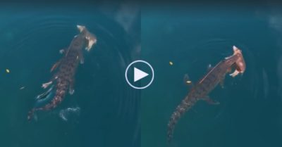 Video: Khoảnh khắc cá sấu ‘khổng lồ’ ngoạm chặt xác lợn bơi ngang đại dương
