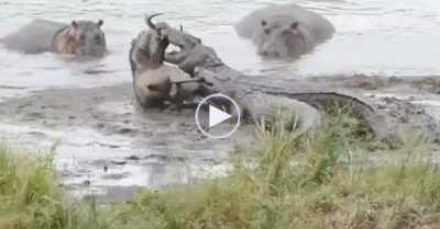 Video: Hai con cá sấu lôi linh dương xuống nước ăn thịt, bị ‘hàng xóm to lớn’ phá đám
