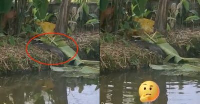 Video: Cá trê phi lên bờ hóng gió, ‘khám phá’ xem có gì hay ho