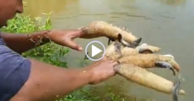 Video: Bẫy cá bằng quả mướp khô, thanh niên thu được thành quả bất ngờ