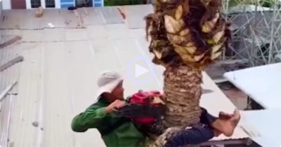 Video Màn đốn cây mạo hiểm: Ôm máy cưa, leo lên ngọn rồi chặt từ trên xuống