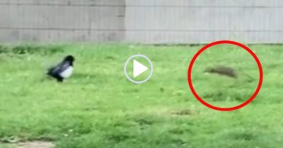 Video: Chim gọi ‘viện binh’ đến bảo vệ khi bị chuột cống tấn công