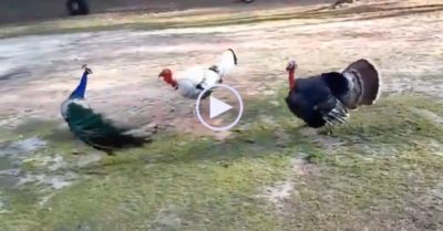 Video: Chim khổng tước bị 2 con gà tây hung hăng đuổi đánh