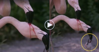 Video: Khoảnh khắc hồng hạc đang cho con non uống ‘sữa đỏ’