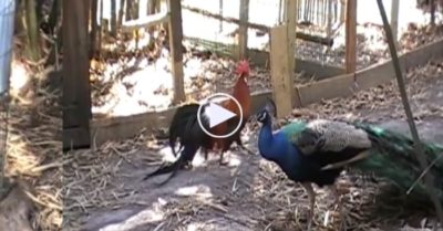 Video: Cho ở ké chim Khổng tước không biết điều, cứ đi theo gây sự với con gà đầu đàn