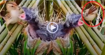 Video: Chim mẹ rụt rè không dám đút mồi cho chim con ‘khổng lồ’