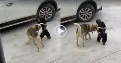 Video: Chú chó đẩy cậu chủ nhỏ ra xa ôtô đang di chuyển để tránh nguy hiểm