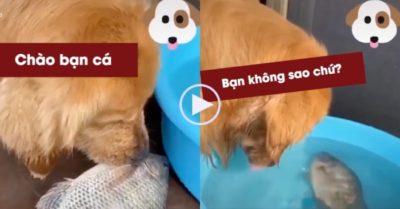 Video: Thấy cá đang thoi thóp, chú chó ngoạm chặt rồi thả vào chậu nước