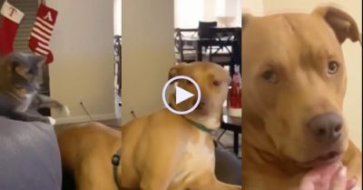 Video: Mèo ‘tung chưởng’ khiến chó bị sang chấn tâm lý