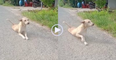 Video: Chú chó bò lết giữa đường với khuôn mặt tội nghiệp, diễn biến sau đó thật bất ngờ