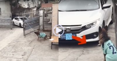 Video: Chó bật dậy chạy đến mở cổng khi chủ về
