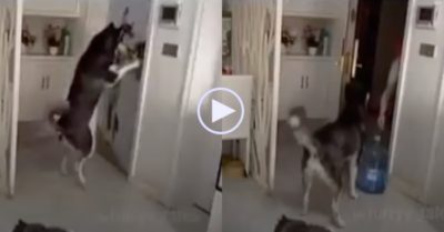 Video: Chú chó ở nhà giúp chủ nhận hàng rồi trả tiền cho shipper