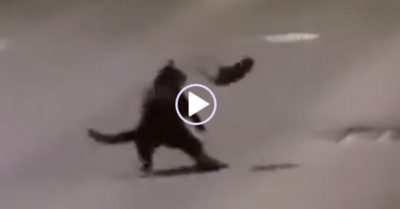 Video: Chuột không sợ nhảy liên tục song phi mèo để thoát thân