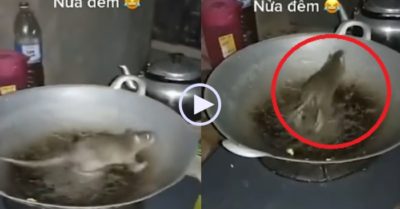 Video: Chuột vào nhà dân ‘mượn chảo tập thể thao’ lúc nửa đêm