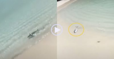 Video: Con cá nghịch ngợm lên bờ nằm ngửa bụng ‘diễn’ giả chết