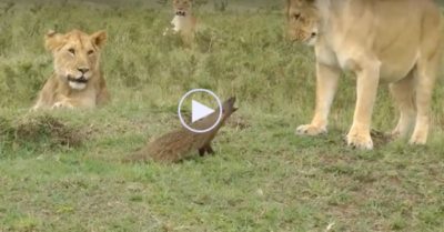 Video: Cầy mangut một mình đối đầu ba con sư tử để bảo vệ lãnh thổ