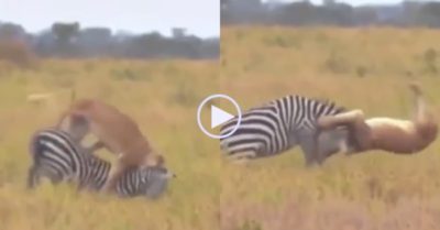 Video: Vừa thoát hàm cá sấu, ngựa vằn bị sư tử hạ gục chỉ bằng cú phi thân