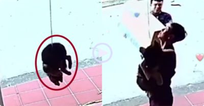 Video: Hai chàng trai kịp thời cứu chú chó treo lơ lửng ở cửa cuốn