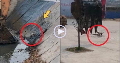 Video: Tài xế dùng máy xúc cứu mạng cún con bị rơi xuống mương nước