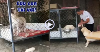 Video: Chó mẹ kêu đồng loại đến giúp khi con nhỏ bị ngã xuống đất