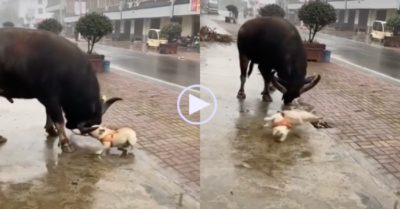 Video: ‘Đúng là tuổi trẻ chưa trải sự đời’ cún lao vào đòi đối đầu với trâu chọi