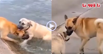 Video khoảnh khắc đẹp: Chó vàng ra tay nghĩa hiệp cứu bạn bị nước cuốn