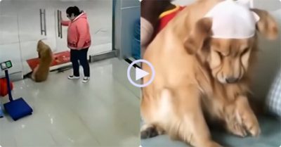 Video: Chú chó bị đa chấn thương sau khi tông vào cửa kính cường lực