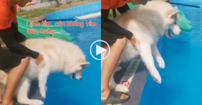 Video: Chú chó kêu rên rỉ nài nỉ chủ không tắm vì lạnh