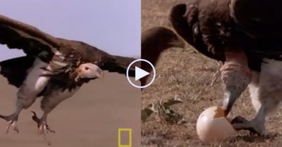 Video: Kền kền thông minh lấy đá đập vỡ quả trứng, cuối cùng phải nhường mồi cho con vật hung dữ này
