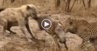 Video: Báo hoa vất vả hạ gục lợn rừng để rồi bị linh cẩu ‘nẫng tay trên’