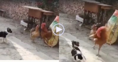 Video: Không được bảo vệ khi bị cún bắt nạt, gà mái quay sang mổ gà trống
