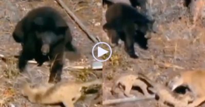 Video: Báo sư tử mẹ lao đến ‘xử đẹp’ gấu đen vì dám đánh con mình