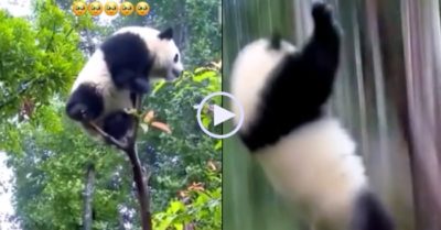 Video: Gấu trúc leo lên ngọn cây nghịch ngợm bị ngã dập mông