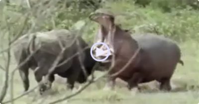 Video: Giương cặp sừng thách thức, trâu rừng bị hà mã há miệng rộng ngoạm đau