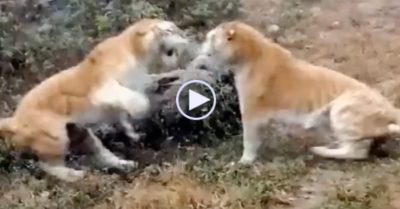 Video: Cuộc đọ sức gay cấn giữa 2 con hổ khoang vàng quý hiếm