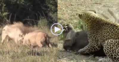 Video: Mải mê húc nhau, lợn lòi bị báo hoa mai dễ dàng tóm gọn