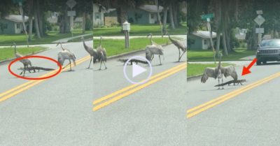 Video: Ba con sếu hộ tống cá sấu qua đường, và nhận được màn ‘quay xe’ khó hiểu