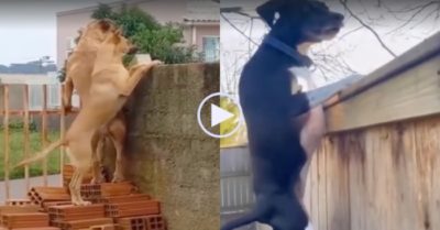 Video: Cún cưng rủ nhau trèo tường hóng chuyện hàng xóm