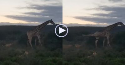 Video: Bầy sư tử kiên trì phục kích 2 mẹ con hươu cao cổ, dù liên tiếp nhận cú đá đau