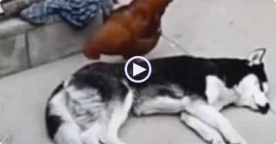Video: Husky nổi quạu vì gà trống mổ, quậy phá không cho ngủ
