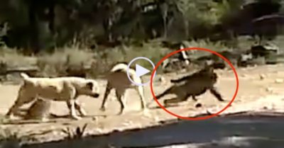 Video: Khỉ đầu chó mẹ liều mạng, lao vào cứu con non đang bị bầy chó dữ bao vây