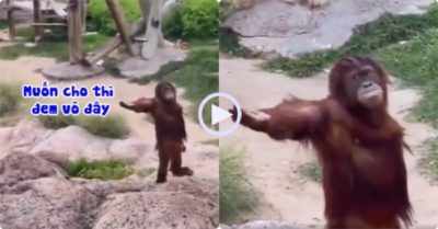 Video: Khỉ giơ tay xin đồ ăn kiểu ‘chán đời’