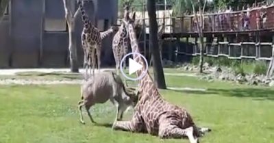 Video: Linh dương hung hăng dùng sừng húc hươu cao cổ ngã nhào