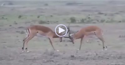 Video: Mải mê giao đấu, đôi linh dương bị bầy sư tử phục kích lấy mạng