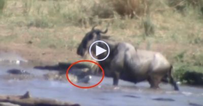 Video: Bị ngoạm chặt chân trước, linh dương đầu bò tung vó đạp thẳng vào đầu cá sấu