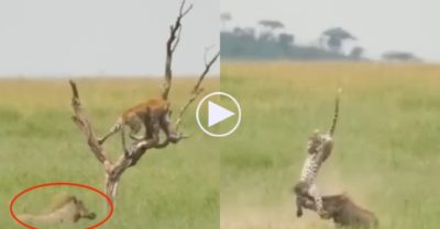 Video: Bị bắt mất con, lợn bướu mẹ nổi điên húc văng báo hoa mai lên không trung